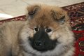 djago_w (39)